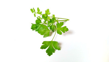 Aroma de Cilantro Hidrosoluble