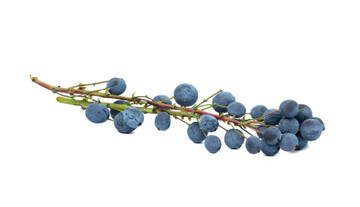 Aroma Natural de Endrinas Polvo
