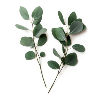 Aroma de Eucalipto Liposoluble