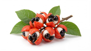 Aroma de Guaraná Polvo