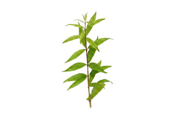 Aroma de Hierba Luisa Polvo