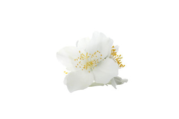 Aroma de Jazmín Liposoluble