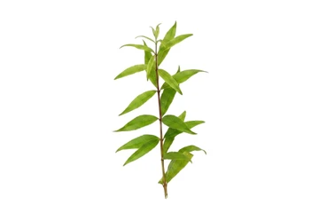 Aroma Natural de Hierba Luisa Hidrosoluble