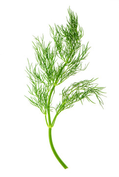 Aroma Natural de Hinojo Hidrosoluble