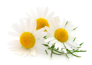 Aroma Natural de Manzanilla Hidrosoluble