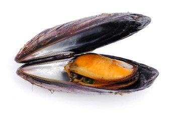 Aroma de Mejillón Hidrosoluble