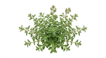 Aroma Natural de Mejorana Liposoluble