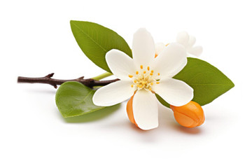 AROMA DE AGUA DE AZAHAR