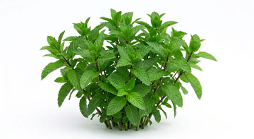 Aroma de Menta Piperita Liposoluble