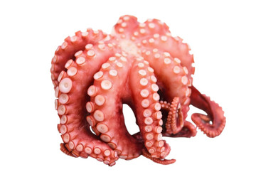 Aroma Natural de Pulpo Pasta