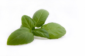 Aroma Natural de Albahaca Liposoluble