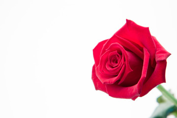 Aroma de Rosa Polvo