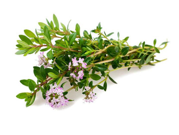 Aroma de Ajedrea Polvo