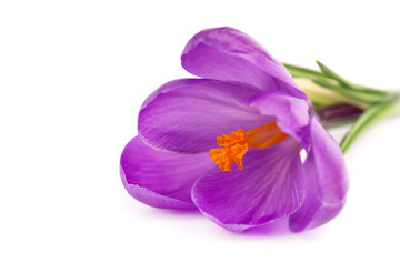 Aroma de Violeta Hidrosoluble