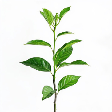 Aroma de Árbol de Té Pasta