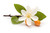 Aroma de Azahar Hidrosoluble