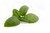 Aroma de Albahaca Hidrosoluble