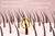 Kitt's Kandy Shop - Nourishing Hair & Scalp Oil - 2 fl oz
