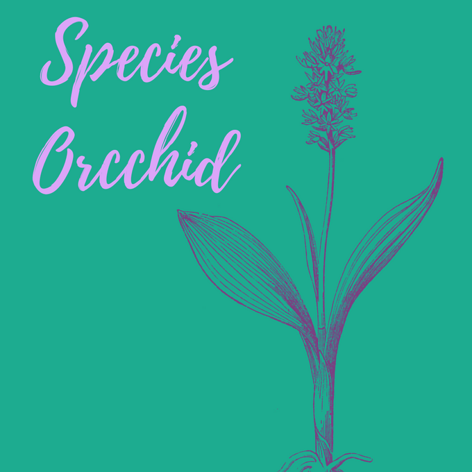 Types of Orchids: What Are Species Orchids & Why Are They Special?