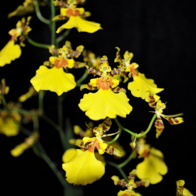 Onc. Gower Ramsey 'Kilauea' (Plant Only) - Akatsuka Orchid Gardens