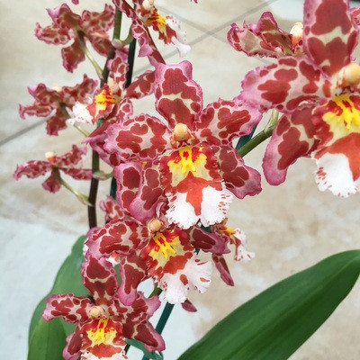 Wils. Eye Candy 'Pinkie' (Double Spike) Akatsuka Orchid Gardens