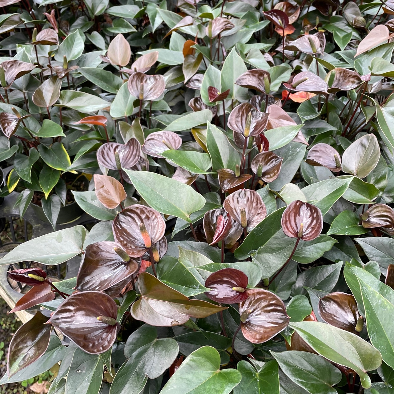 Anthurium Love Black Plants for Sale