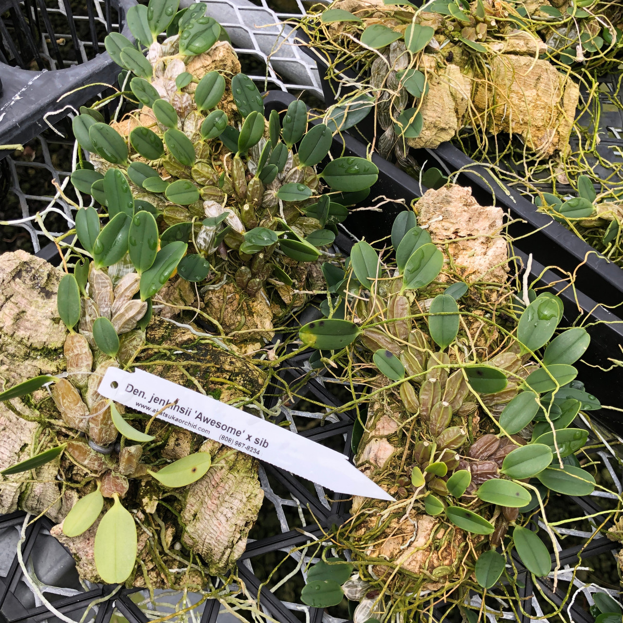 Den. jenkinsii 'Awesome' x sib (On Cork) Plant Only Akatsuka Orchid