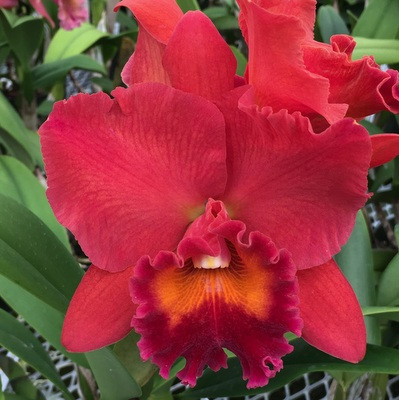Rlc. Volcano Plum 'Kilauea' Akatsuka Orchid Gardens
