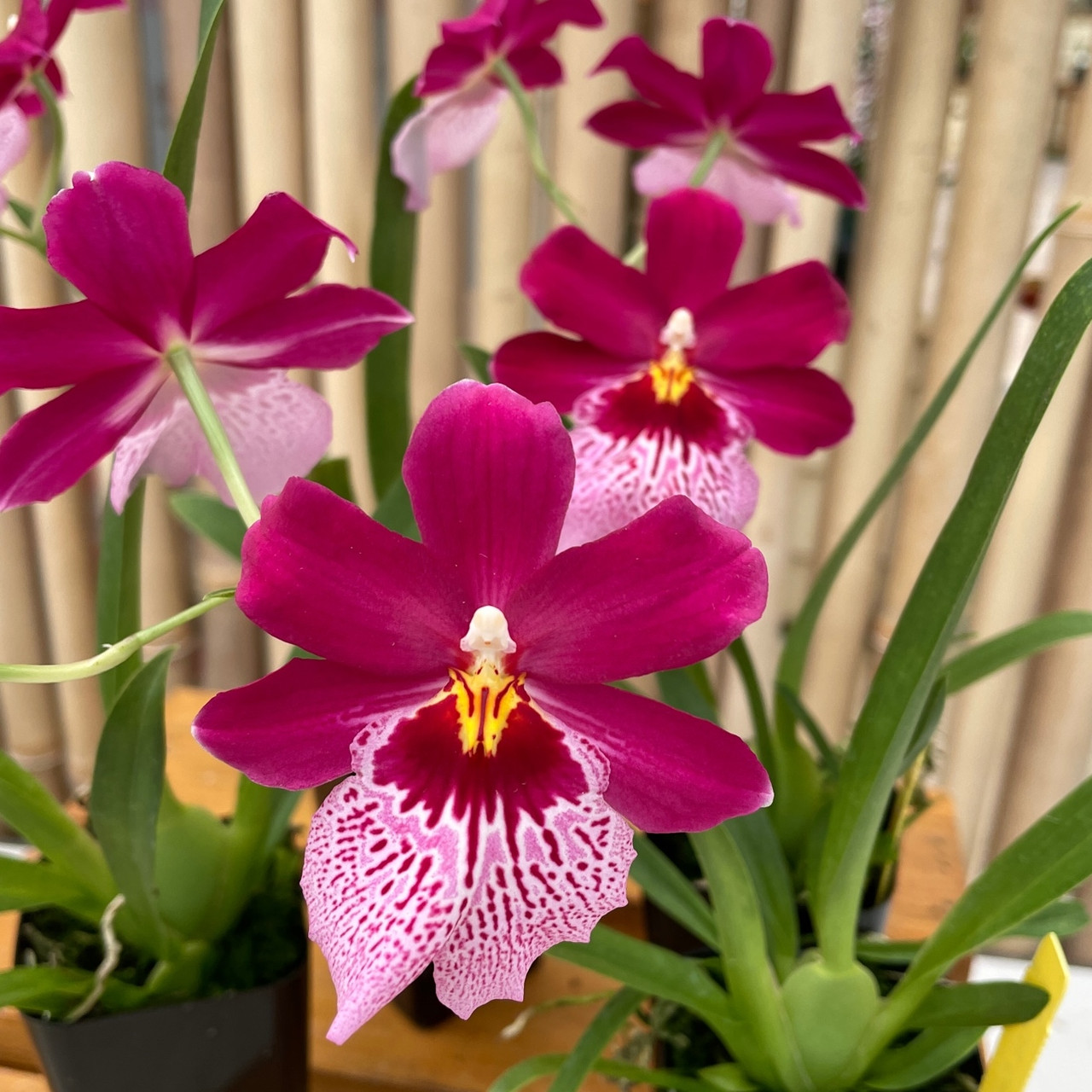 Oncidopsis Onolicious Vivid First Bloom Pot oncidopsis-onolicious-vivid-first-bloom-pot