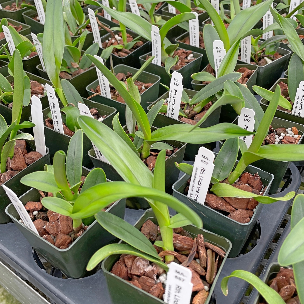 520 Closure Schedule 520 Closure Schedule