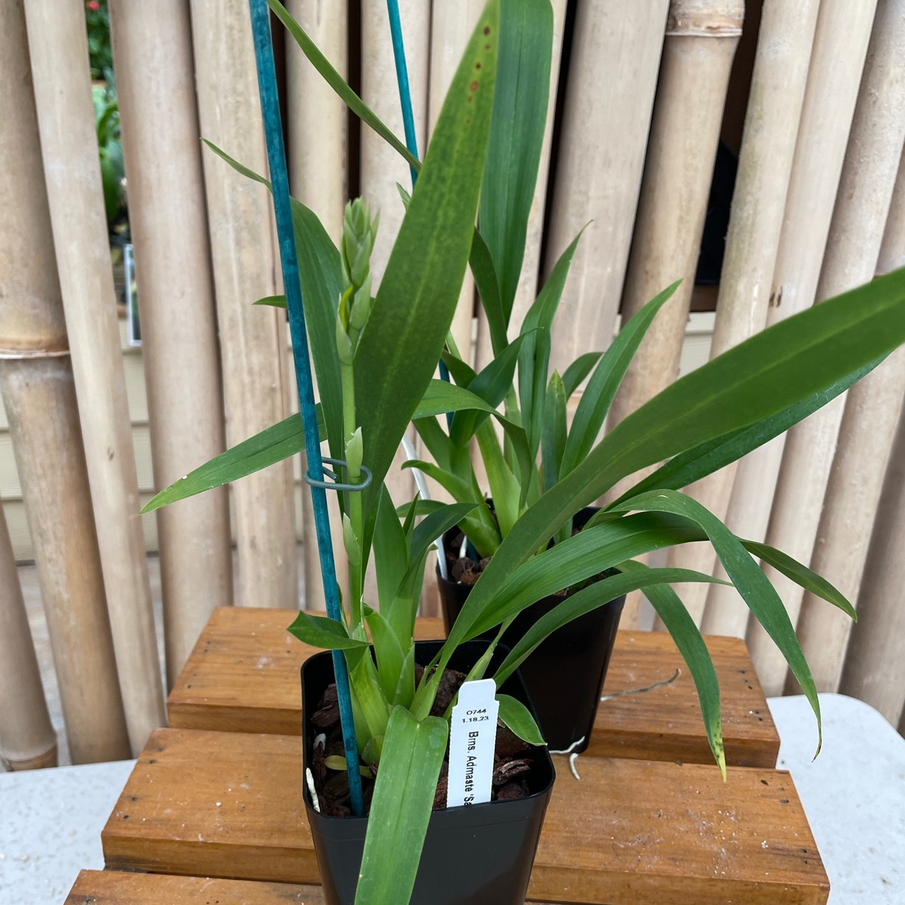 Bramesa Admaste Sadie Girl Akatsuka Orchid Gardens bramesa-admaste-sadie-girl-akatsuka-orchid-gardens