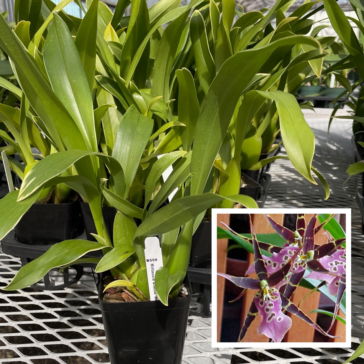 Miltassia Shelob &lsquo;Okika&rsquo; Orchid Plant for Sale