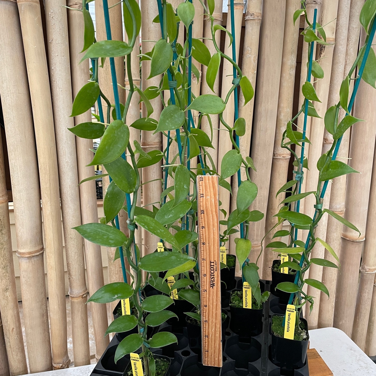 Vanilla Plantifolia Orchids For Sale vanilla-plantifolia-orchids-for-sale