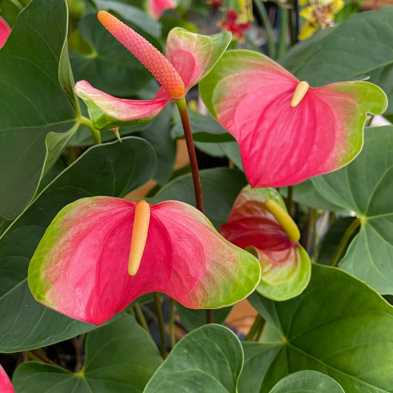 Anthurium Pink Butterfly Pink Obake anthurium-pink-butterfly-pink-obake