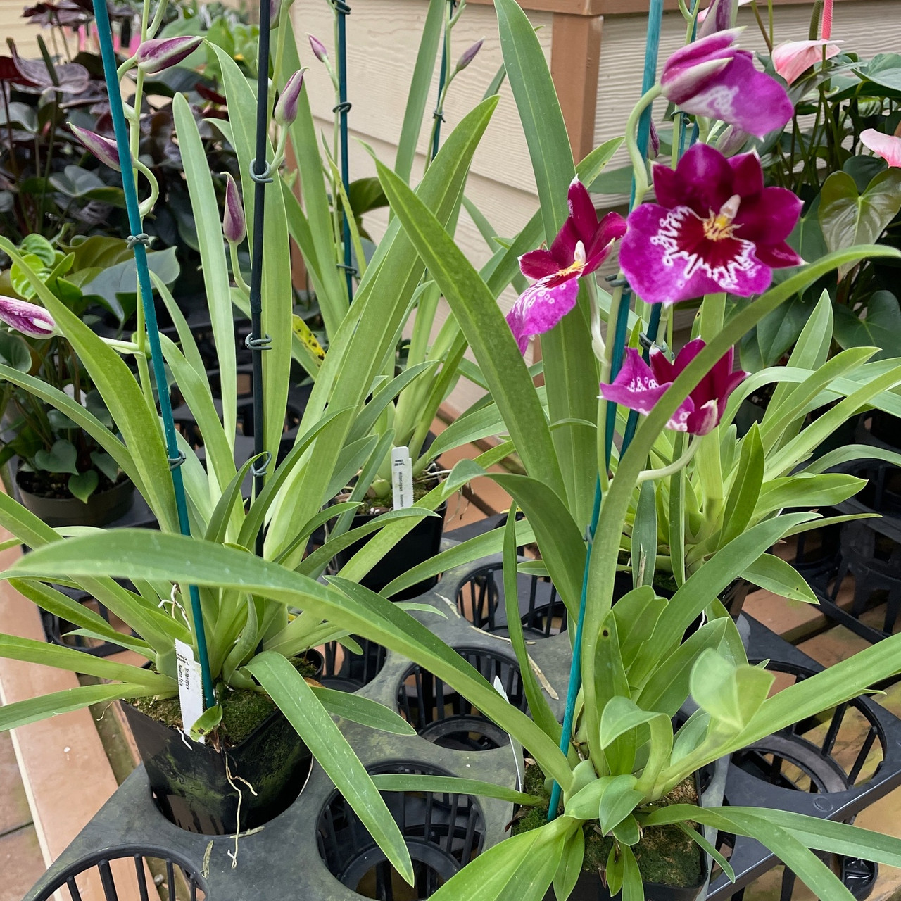 Mltnps Newton Falls Akatsuka Orchid Gardens mltnps-newton-falls-akatsuka-orchid-gardens