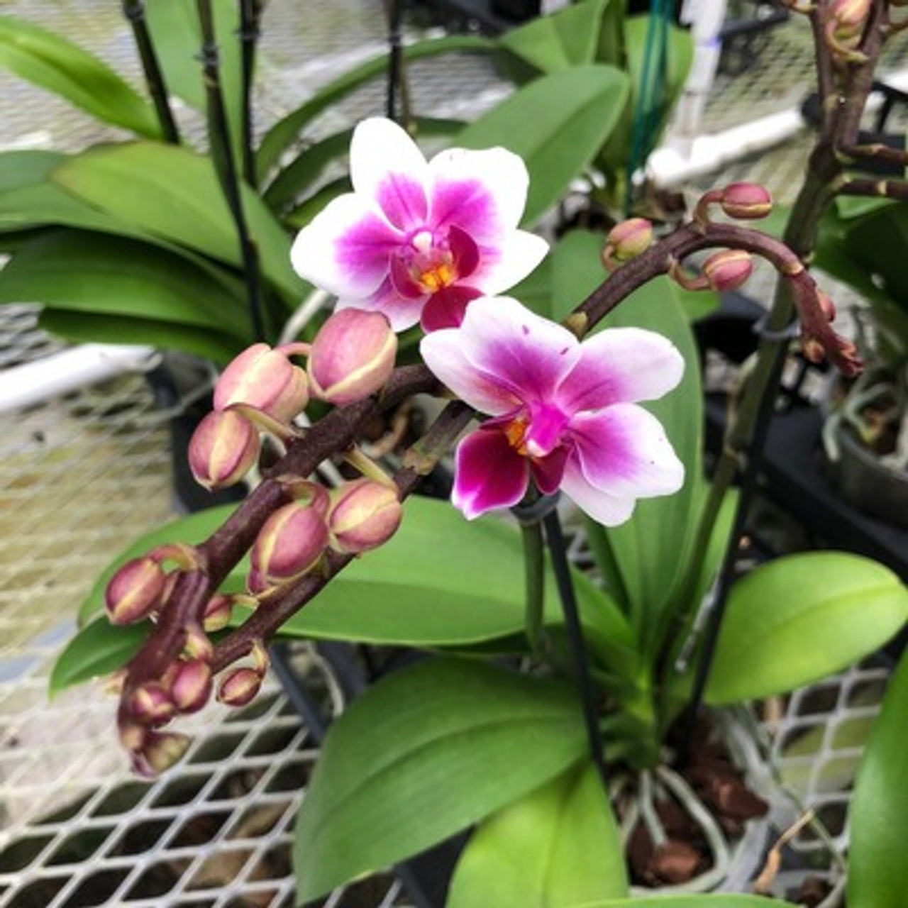 Phal. Sweetheart (Mini Phal)