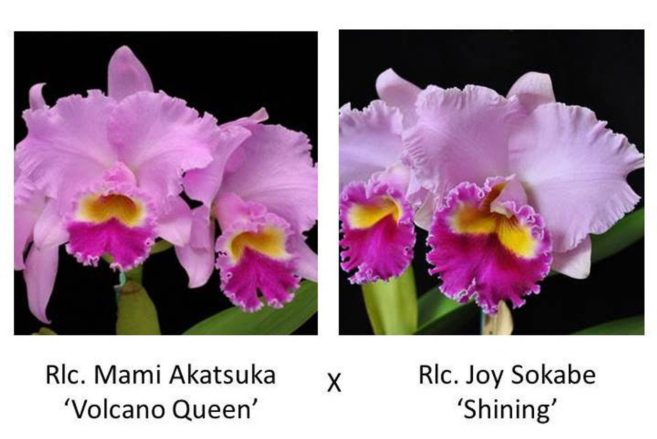 C. Mami Akatsuka 'Volcano Queen' x Rlc. Joy Sokabe 'Shining