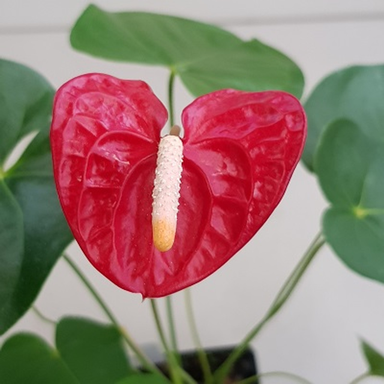 red anthurium plant