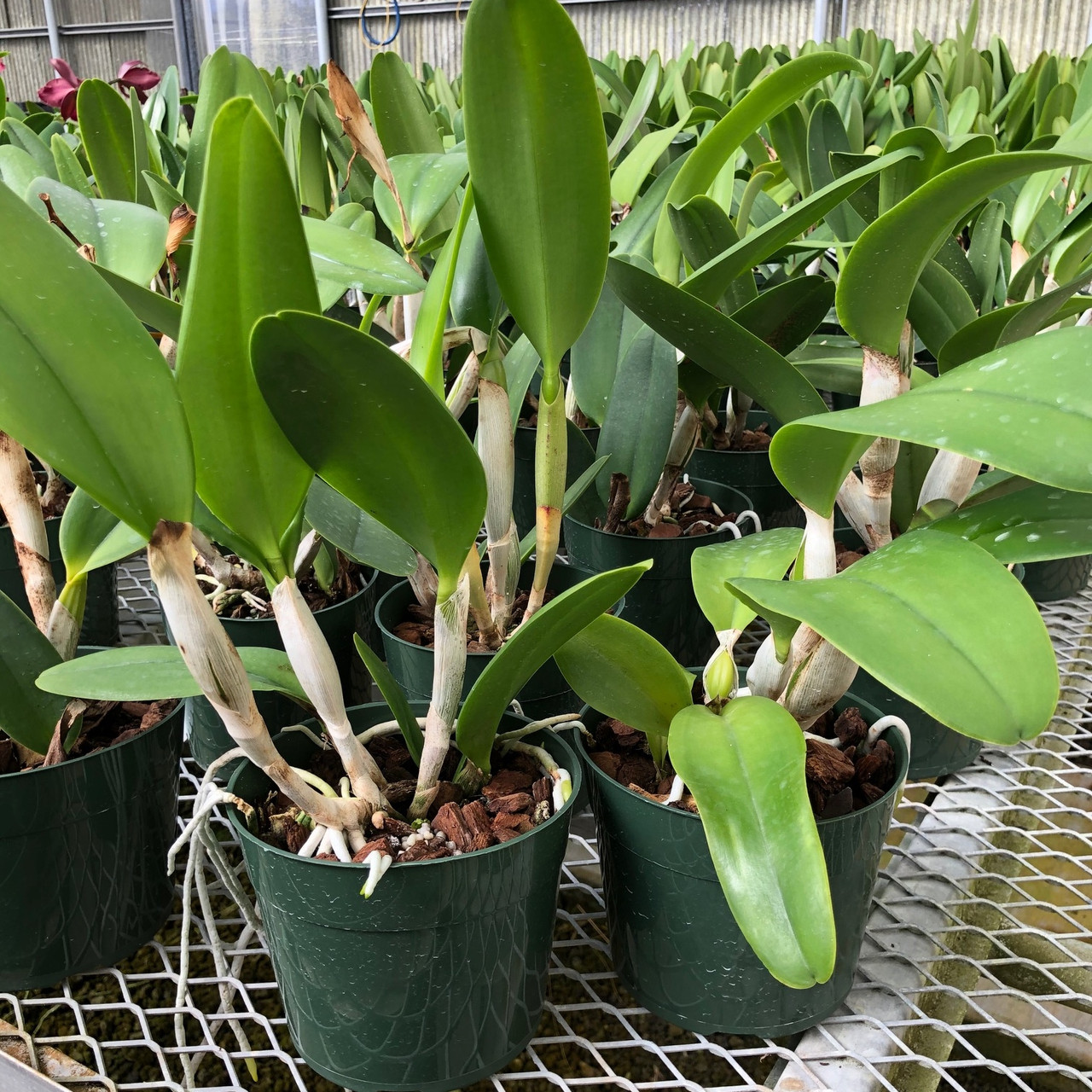 ビクトリア・フランシス　Arlene's Heart Favole1・2 Rlc. Sharon King 'Volcano Queen' (Plant Only) - Akatsuka