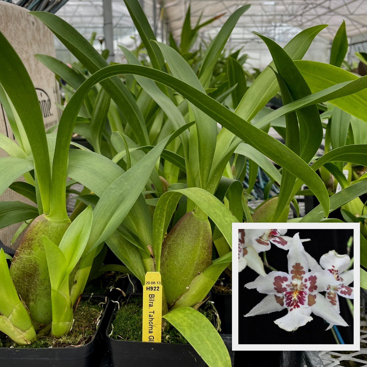 Bllra. Tahoma Glacier ‘Green’ (Plant Only) - Akatsuka Orchid Gardens