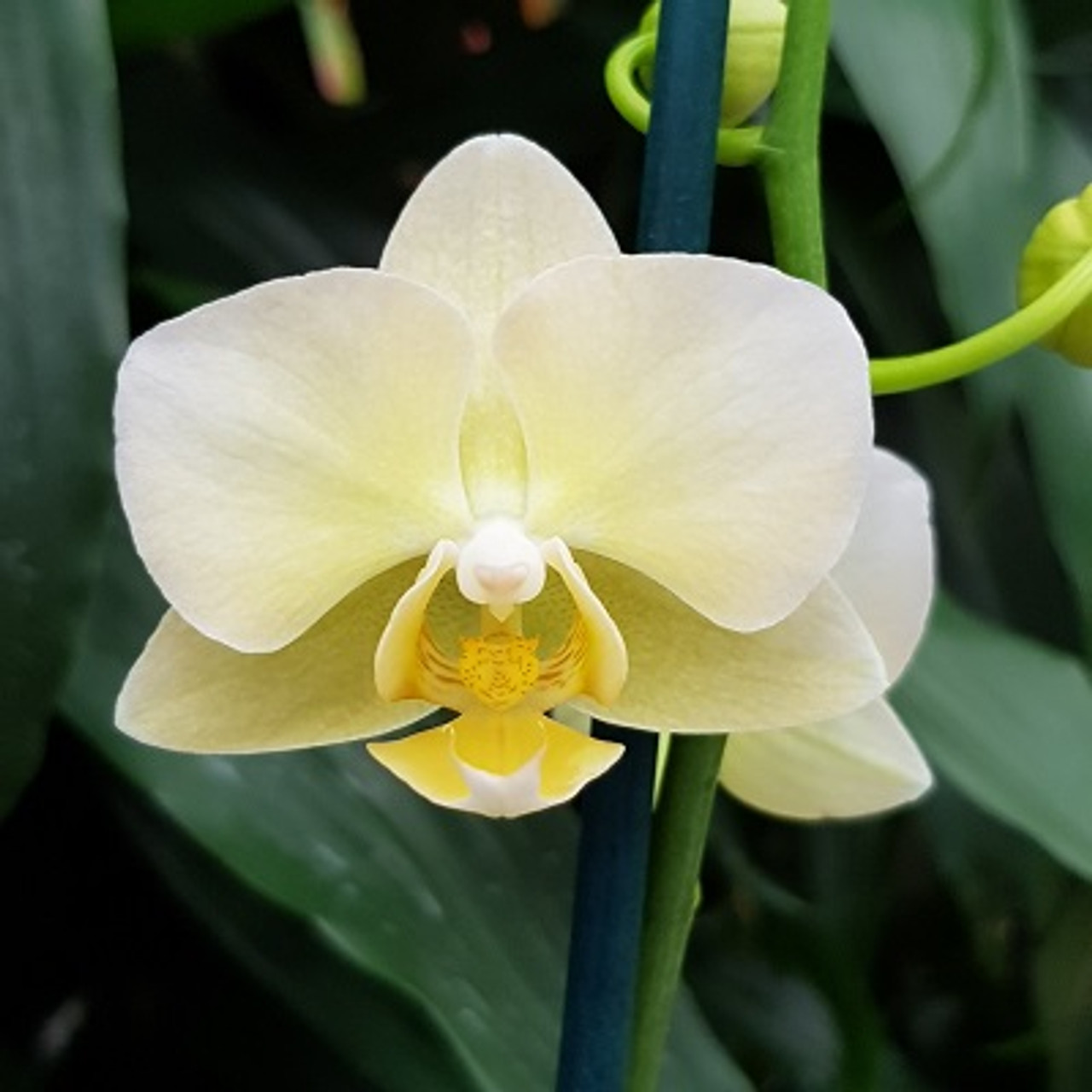 Dtps. Yu-Pin Burgundy '5059' (Mini Phal) - Akatsuka Orchid