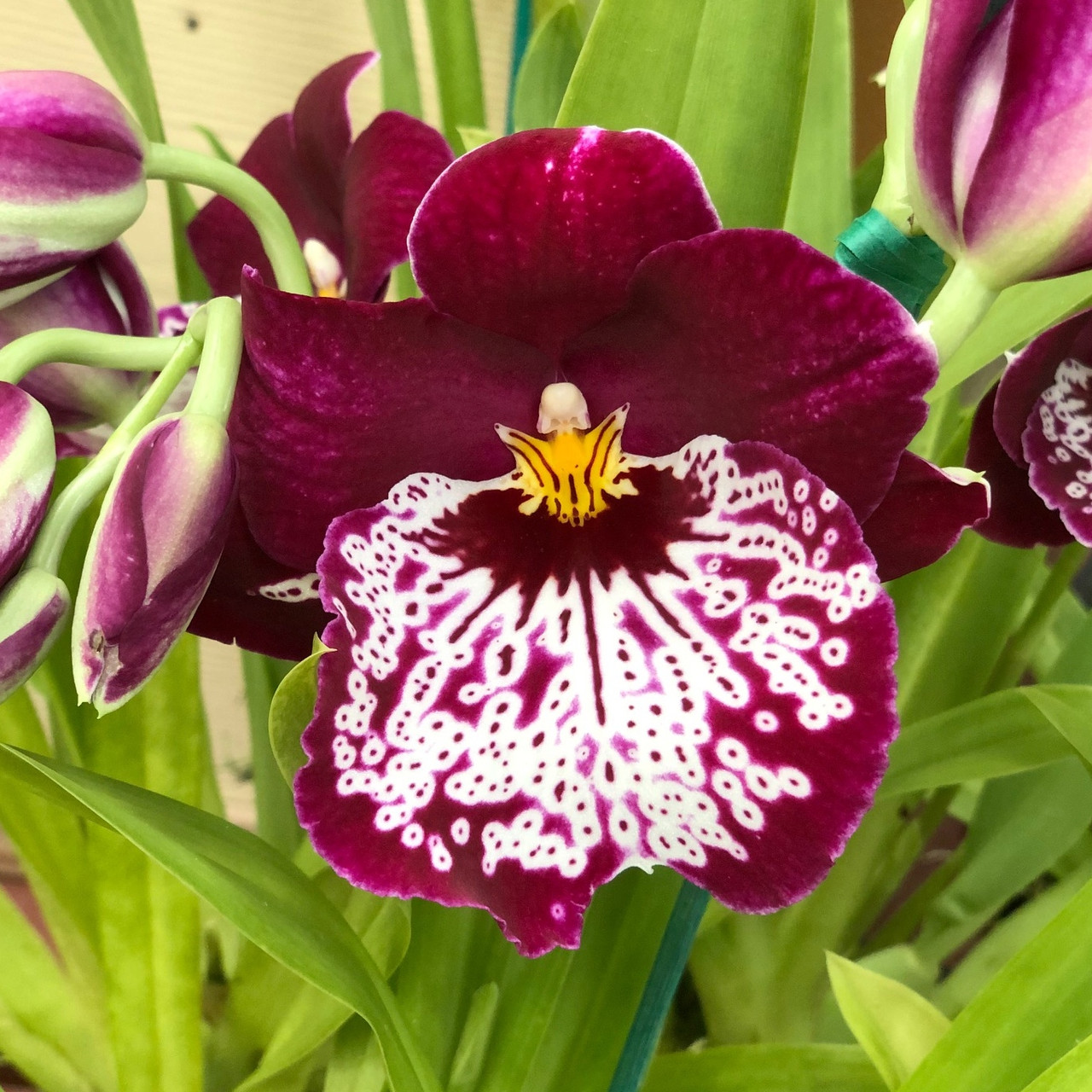 Mltnps. Tome Yokoyama 'GG' - Akatsuka Orchid Gardens