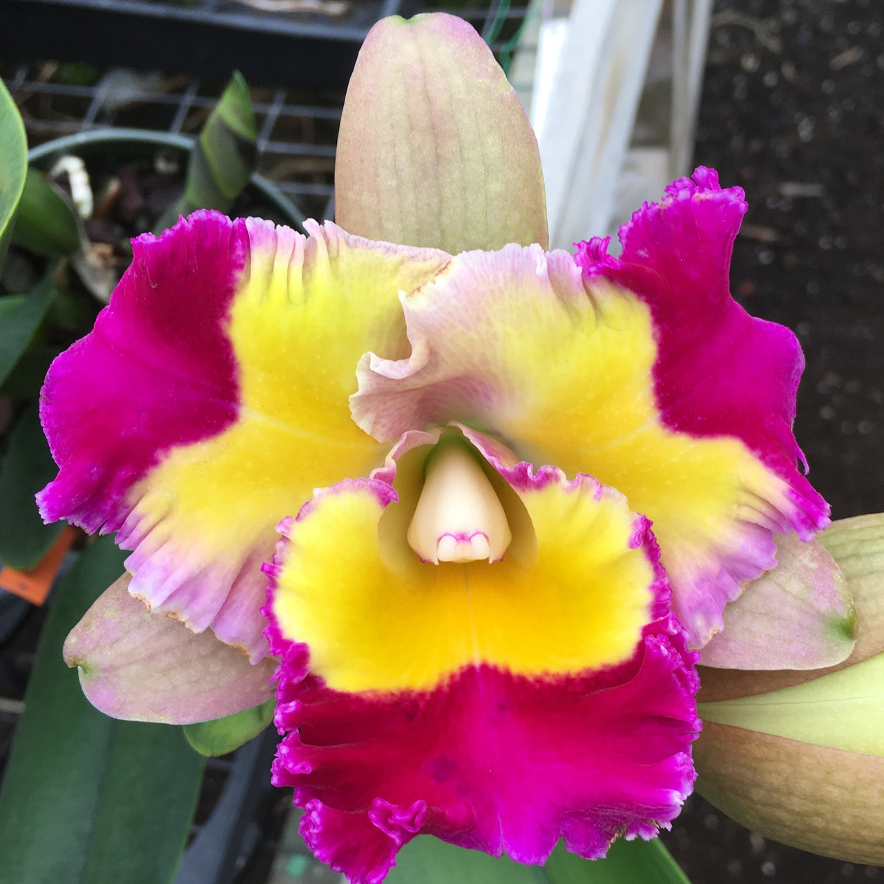 Rlc. Volcano Splash 'Volcano Queen' (Starter3" Pot) Akatsuka Orchid