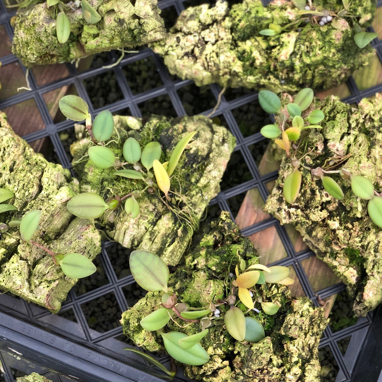 Bulb. mirum (On Cork) Plant Only Akatsuka Orchid Gardens