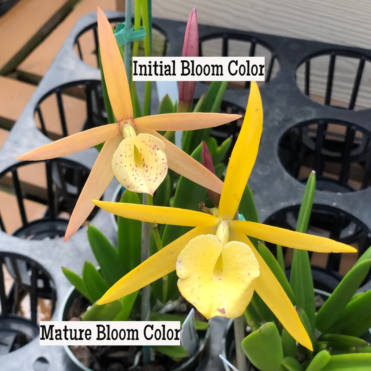 えりこ Bird by Vigna Contrasti Clear Brassolaelia Yellow Bird (Color Evolves) - Akatsuka Orchid