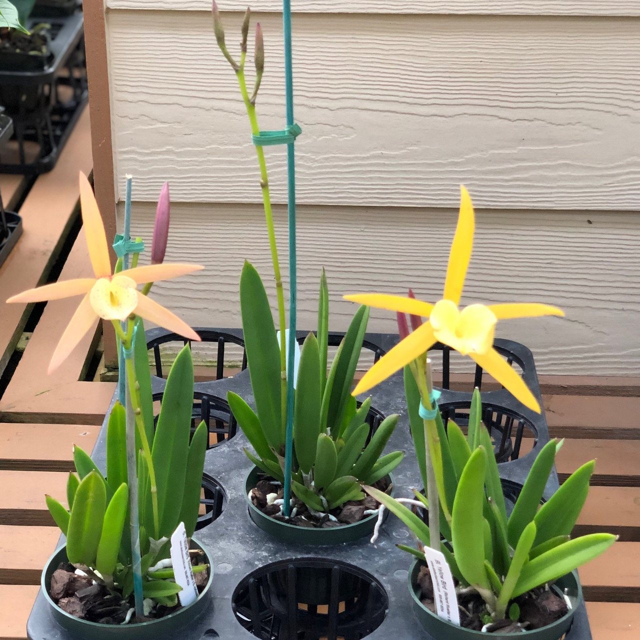 Brassolaelia Yellow Bird (Color Evolves) - Akatsuka Orchid