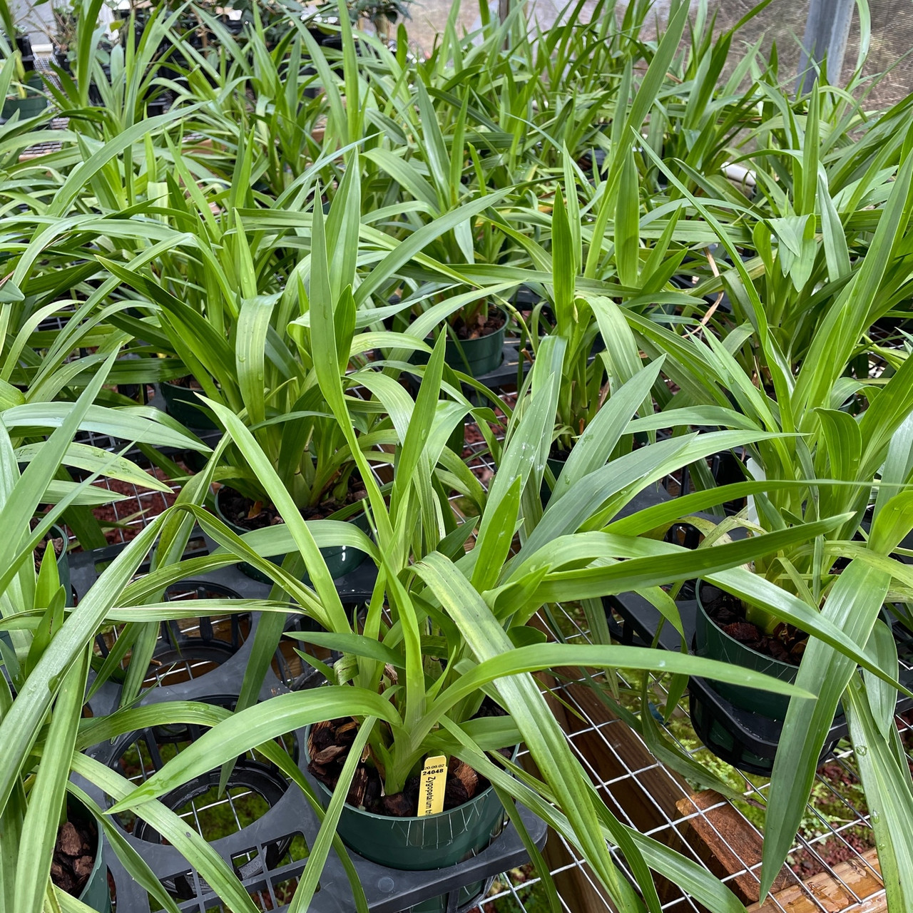 Zygopetalum triste (Plant Only-species) - Akatsuka Orchid Gardens