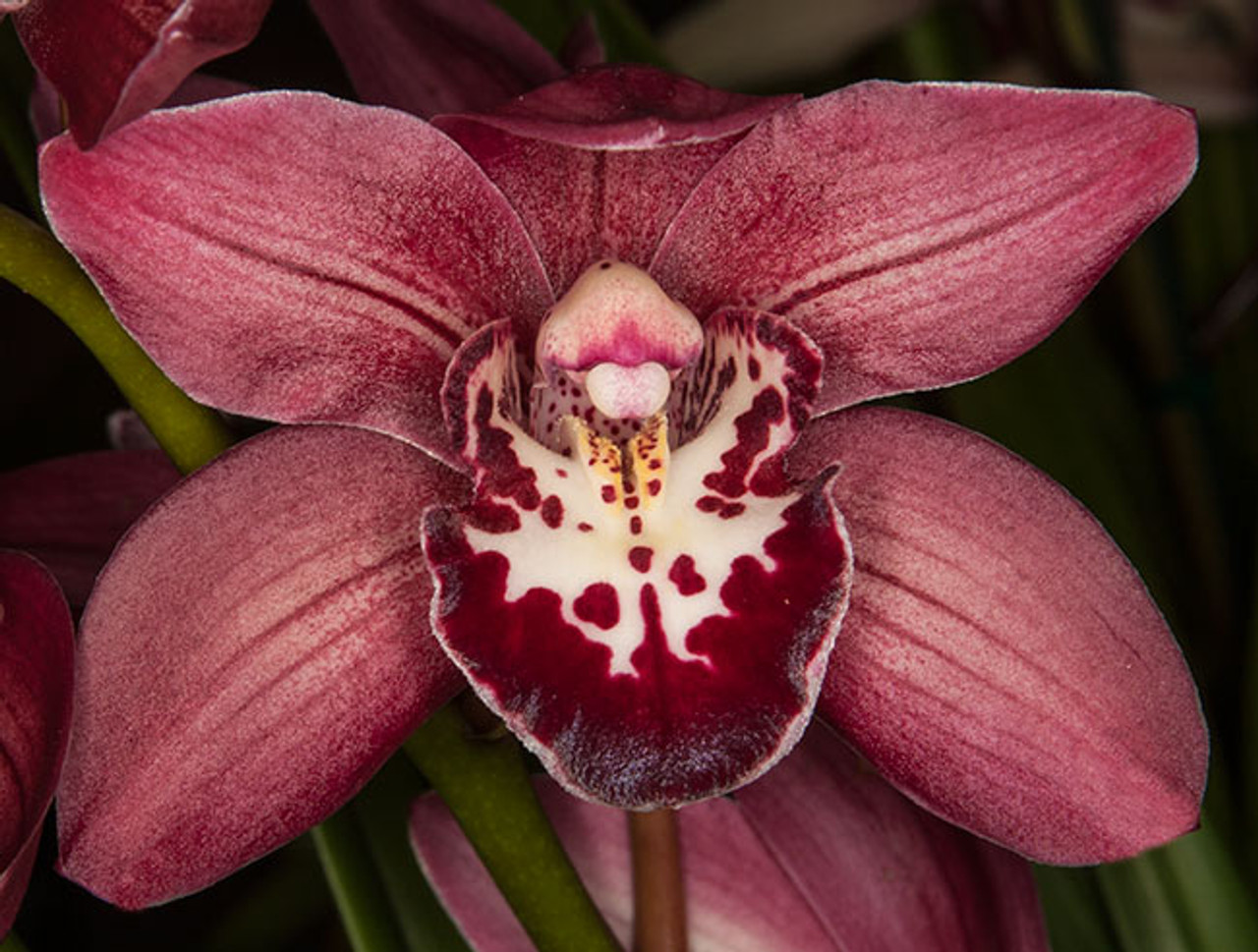 Cym. Cumberland Blues 'Dark Red' (Warm Climate-Mini) - Akatsuka Orchid  Gardens