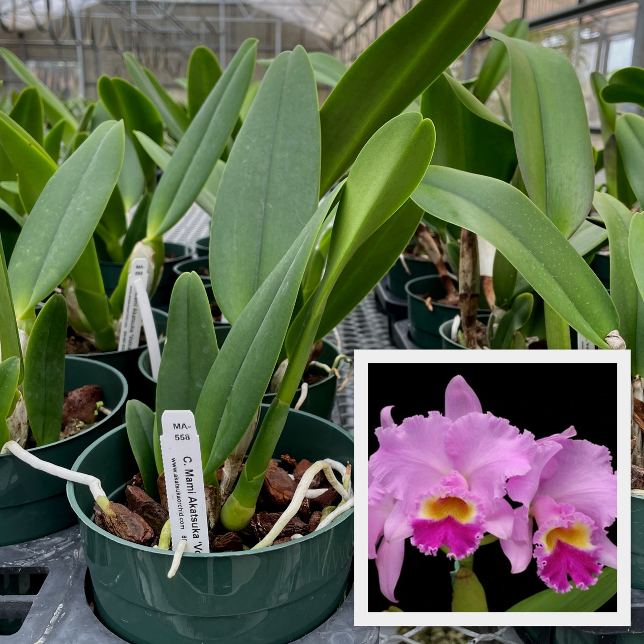 ❁花＊花mammy❁ Cattleya Mami Akatsuka 'Volcano Queen' Orchid Plant for Sale