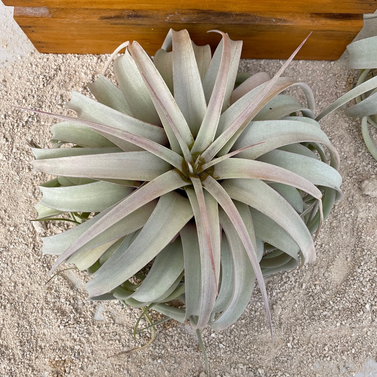 ティランジア　コレクション　Tillandsia xerographica レッド